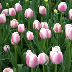 Ollioules Darwin Hybrid Tulip -Plants Shop 762E