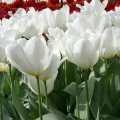 Purissima Tulip ( Fosteriana) -Plants Shop 838E 1