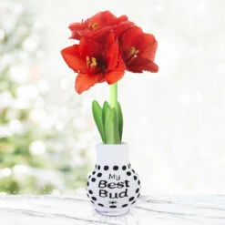 Be Well Sweater Amaryllis Collection 16 Be Well Sweater Amaryllis Collection -Plants Shop Best Bud 800 800 full grown 1