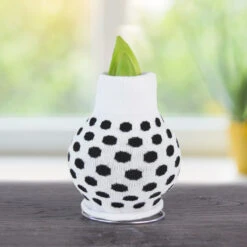 Be Well Sweater Amaryllis Collection 19 Be Well Sweater Amaryllis Collection -Plants Shop Best Bud BACK 800 800 bulbs 1