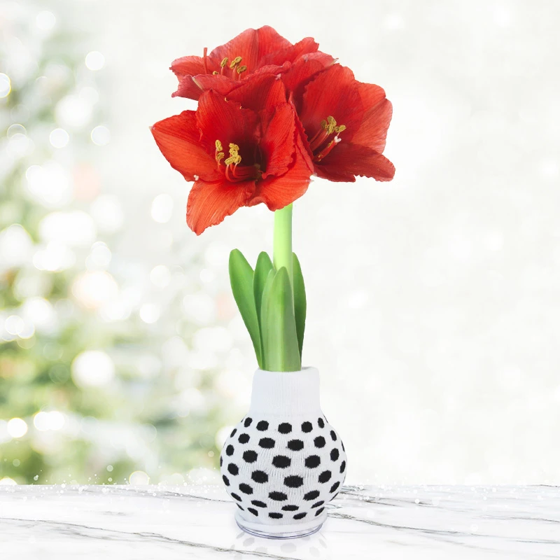 Be Well Sweater Amaryllis Collection 9 Be Well Sweater Amaryllis Collection - Image 7