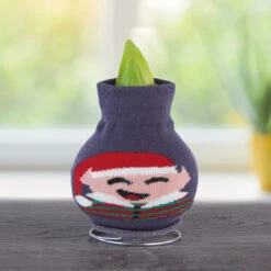 Hello Elf Sweater Amaryllis -Plants Shop Elf 800 800 bulbs