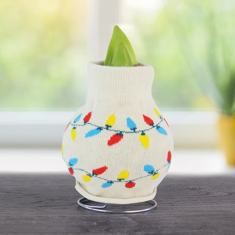 Snowing And Glowing Sweater Amaryllis Collection 10 Snowing And Glowing Sweater Amaryllis Collection - Image 8