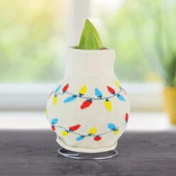 Winter Scene Sweater Amaryllis Collection 16 Winter Scene Sweater Amaryllis Collection -Plants Shop Lights 800 800 bulbs