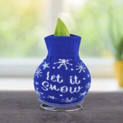 Winter Scene Sweater Amaryllis Collection 14 Winter Scene Sweater Amaryllis Collection -Plants Shop Snow 800 800 bulbs