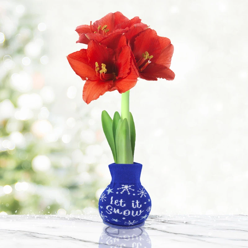 Snowing And Glowing Sweater Amaryllis Collection 7 Snowing And Glowing Sweater Amaryllis Collection - Image 5