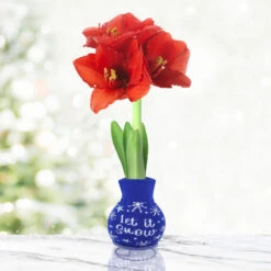 Winter Scene Sweater Amaryllis Collection 13 Winter Scene Sweater Amaryllis Collection -Plants Shop Snow 800 800 full grown