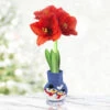 Holly Jolly Sweater Amaryllis 2 Holly Jolly Sweater Amaryllis -Plants Shop Snowman 800 800 full grown
