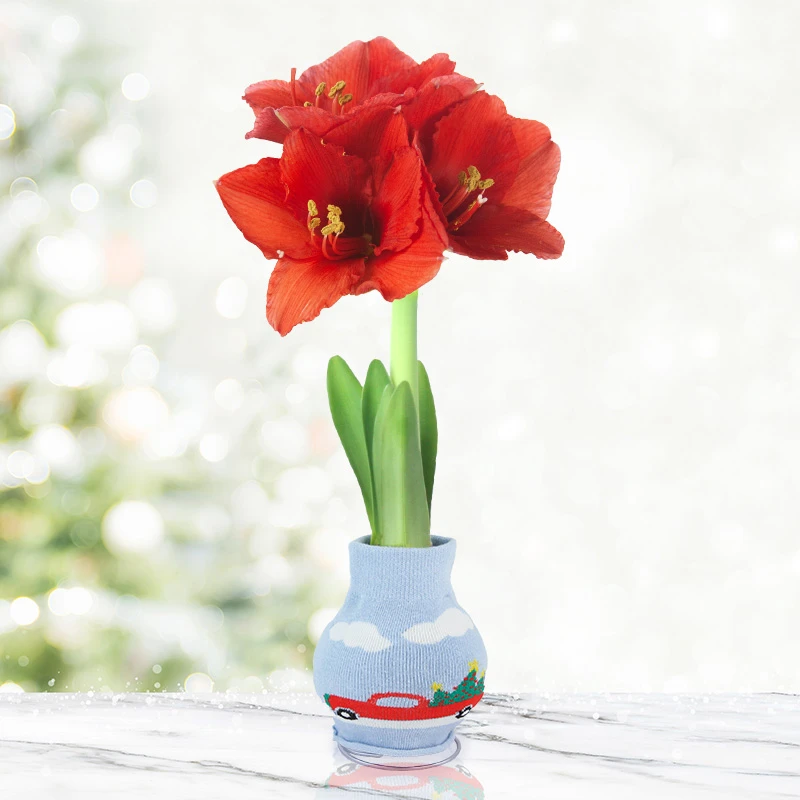 Family Tradition Sweater Amaryllis 3 Family Tradition Sweater Amaryllis