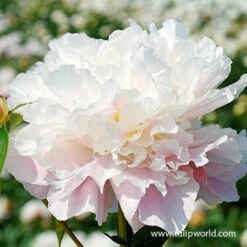 Classic Lily & Peony Collection -Plants Shop catharina fontijn peony 4