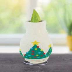 Winter Scene Sweater Amaryllis Collection 12 Winter Scene Sweater Amaryllis Collection -Plants Shop christmas tree 800 800 bulbs