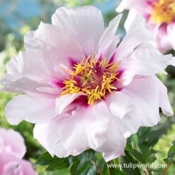 Peony Collection -Plants Shop cora louise peony 1