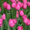 Don Quichotte Tulip Super Pack -Plants Shop donquichotte