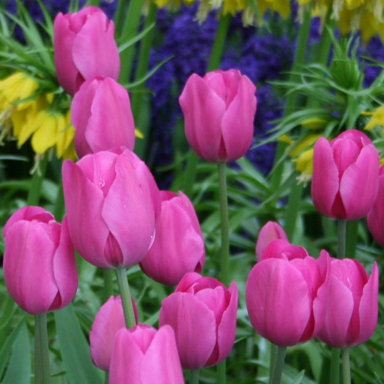 Don Quichotte Tulip Super Pack 4 Don Quichotte Tulip Super Pack - Image 2