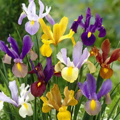 All Spring Blooms Value Collection 29 All Spring Blooms Value Collection -Plants Shop dutch iris