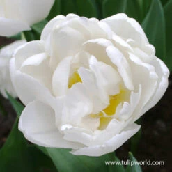 Early Spring Blooming Tulip Collection -Plants Shop global desire tulip 2 1