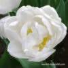 Global Desire Double Early Tulip 2 Global Desire Double Early Tulip -Plants Shop global desire tulip 2
