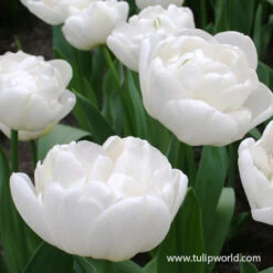 Global Desire Double Early Tulip -Plants Shop global desire tulip