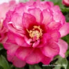 Julia Rose Itoh Hybrid Peony -Plants Shop julia rose peony