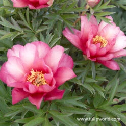 Peony Collection -Plants Shop julia rose peony 3 1