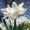 White Daffodil Mount Hood 100 Bulbs -Plants Shop mounthood