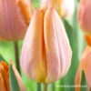 Salmon Prince Single Early Tulip -Plants Shop salmon prince tulip
