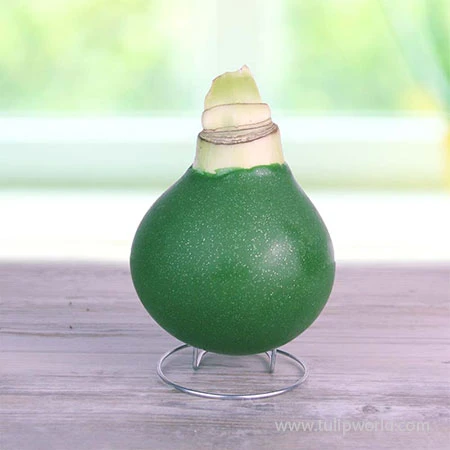 Ruby Red Waxed Amaryllis 4 Ruby Red Waxed Amaryllis - Image 2