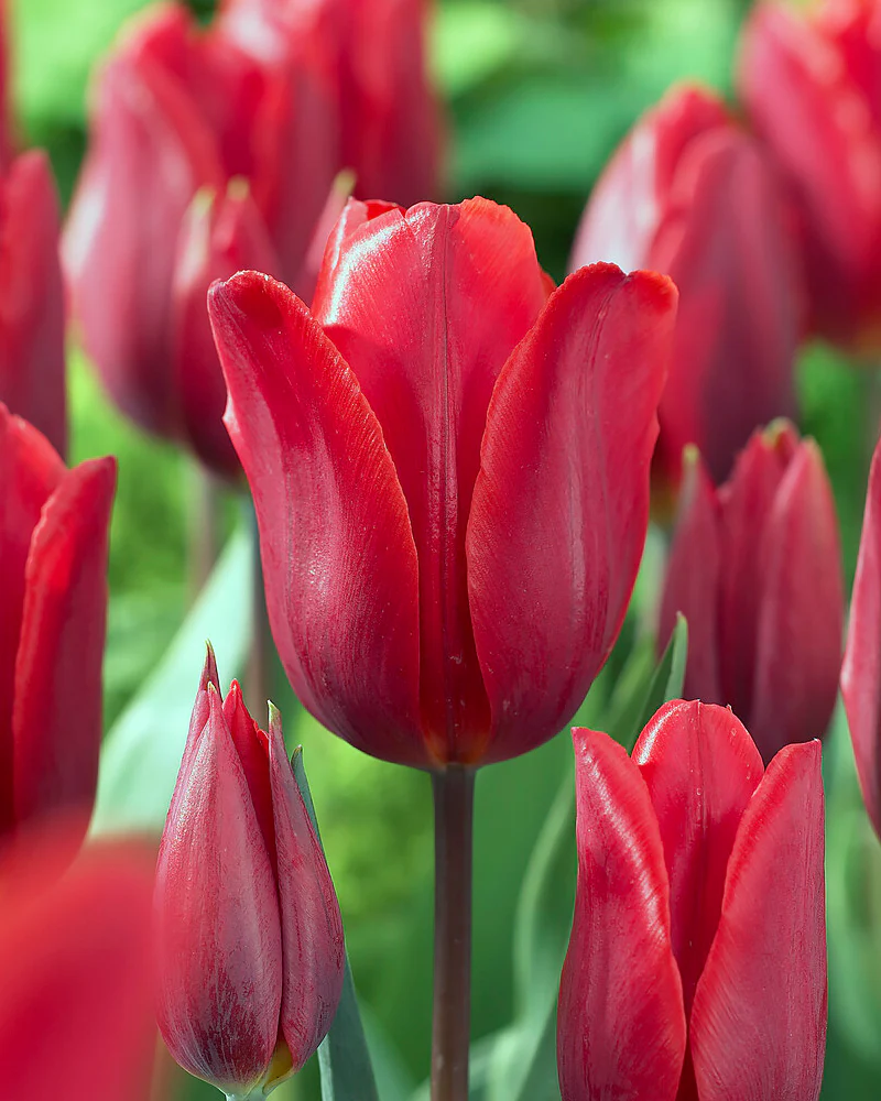 Plants Shop -Plants Shop tulip couleur cardinal 00